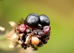 Fly Faced Berry Eats Caterpillar...