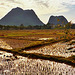 Paddy Fields near Guilin