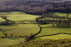 Shropshire Fields.