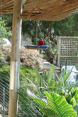 rosellas at the feeder