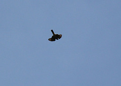 Sparrow Hawk in Dive