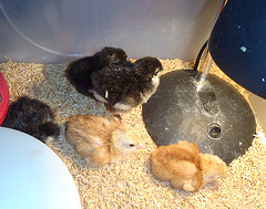 The Chicks of May