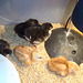 The Chicks of May