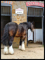 shire horse at brewery stables