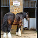 shire horse at brewery stables
