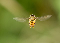 Hoverfly in Flight