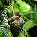 Baby Hummingbirds 1 week old