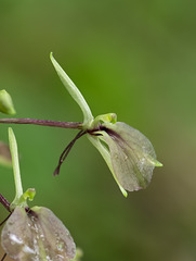 Liparis liliifolia (Lily-leaved Twayblade orchid)