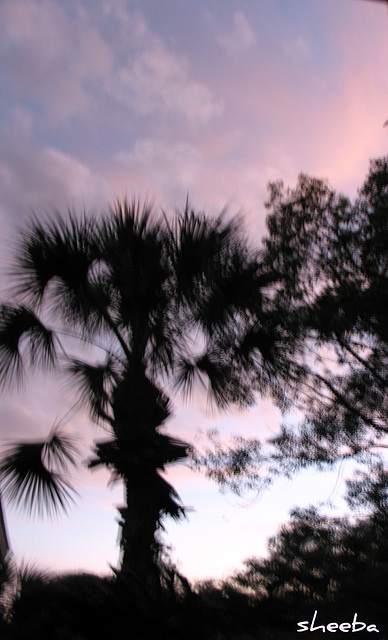 Palm & sky at sunset..