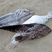 Dead Seagull