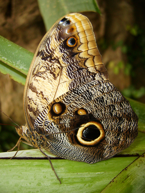 Rain forest butterfly