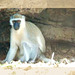 Vervet monkey enclosure