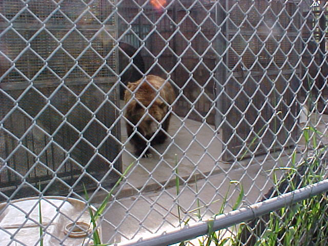 bears6f
