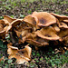 crowded fungi