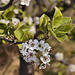 Bradford Pear Blossoms – Lake Artemisia, Prince George's County, Maryland