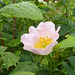 Wild Dog Rose they grow freely along our hedge rows