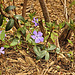Periwinkles in the Forest – Lake Artemesia, College Park, Maryland