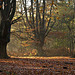 Epping Forest in November