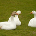 3 Geese A Layin'