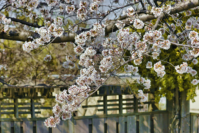 Yoshino Cherry Tree – National Arboretum, Washington D.C.