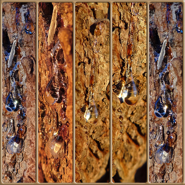 Quintet ~ Pine sap Collage