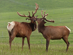 Elk at a Ranch