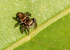 Gorgeous Red Eyed Jumping Spider