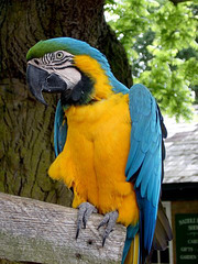 Rodney the Macaw