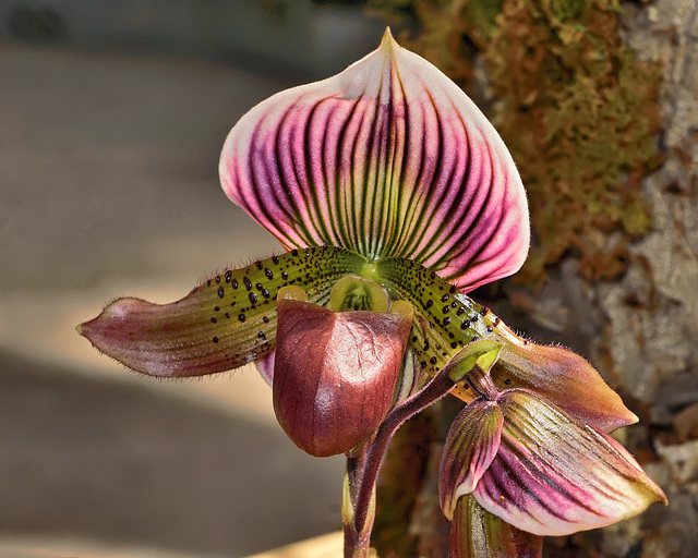 Orchid Pitcher Plant – United States Botanic Garden, Washington, D.C.