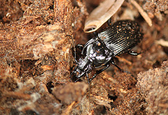 Large Ground Beetle