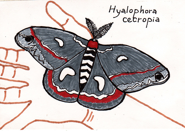 doodle postcard: M is for moth
