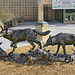 Timber Wolf Family Sculpture – Patuxent National Wildlife Refuge, Laurel, Maryland