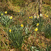 Feral Daffodils – Lake Artemesia, College Park, Maryland