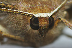 Moth, Face, almost straight on.