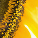 sunflower abstract
