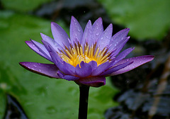 Purple Waterlily in the Rain