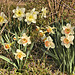 Daffodils in the Rough – Lake Artemesia, College Park, Maryland
