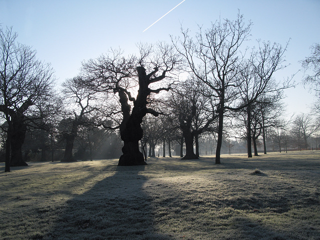 Trees in Frost