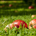 Fallen apples on the grass