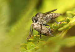 Robberfly with Moth