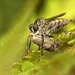 Robberfly with Moth