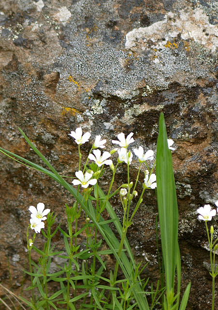 Flowers at big rock.