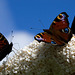 Three peacock butterflies
