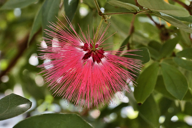Powderpuff Tree – United States Botanic Garden, Washington, D.C.