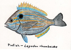 Pinfish -- Lagodon rhomboides