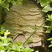 wasps' nest