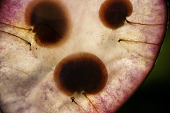 Close-up of honesty seed