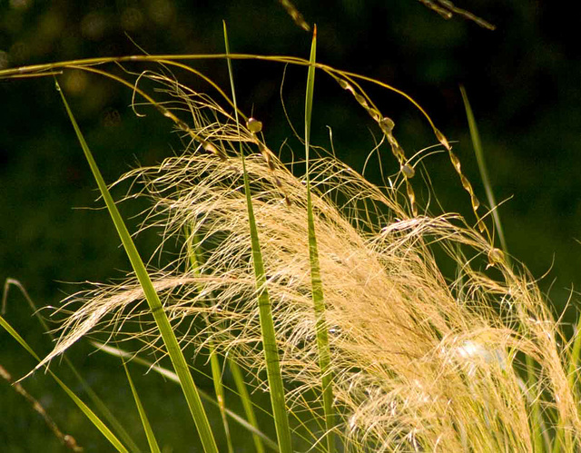 sunlit grasses