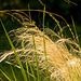 sunlit grasses