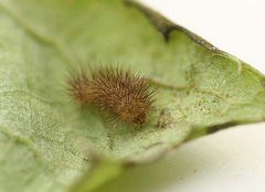 Patio Life: Rosy Footman Moth Caterpillar